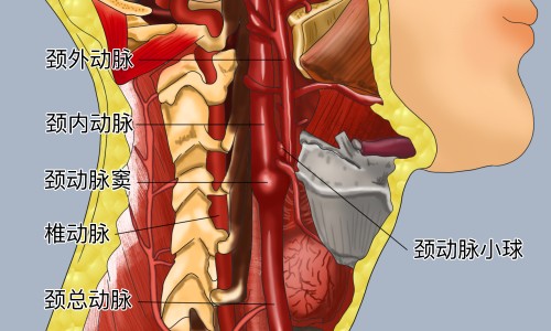柿饼的功效和作用-柿饼功效与作用及禁忌网 - 为你提供柿饼有什么营养和功效、柿饼功效与作用及禁忌